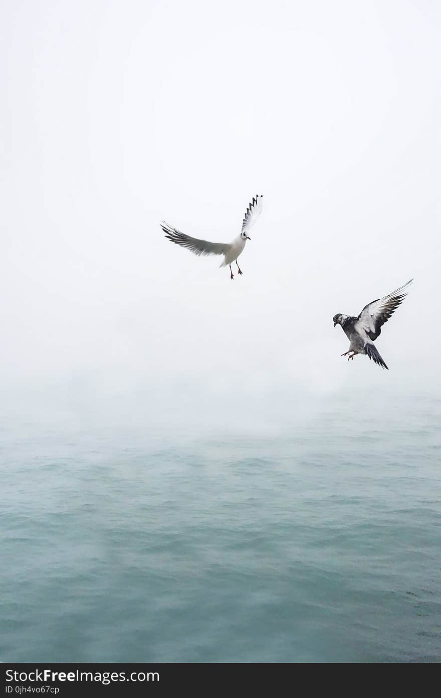 Pigeon and Seagull Flying Above Body of Water