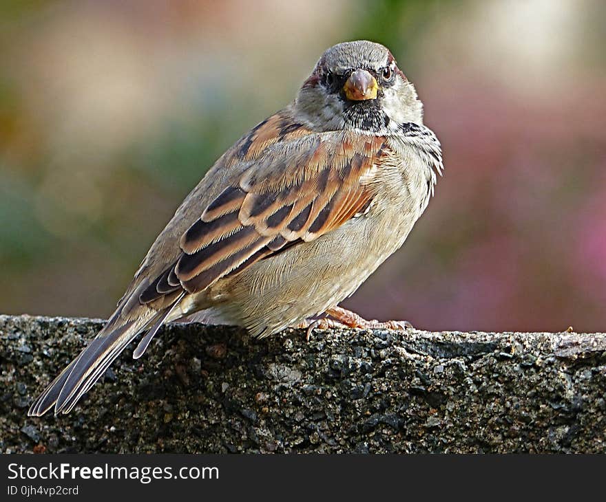 Brown Bird Standing on Gray Concrete