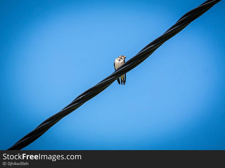 White Bird on Black Electricity Wire