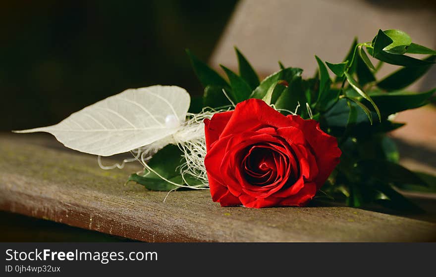 Red Rose Flower