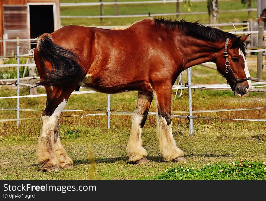 Red and Black Horse