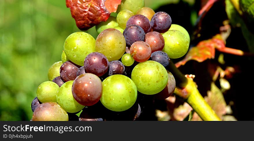 Green Grape Fruit