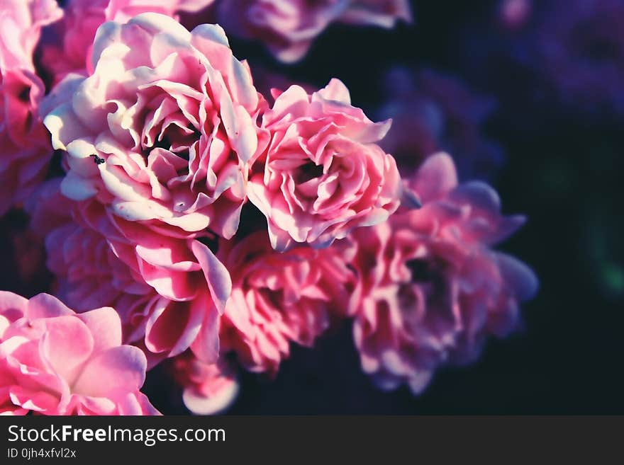 Close Up Picture of Pink Flower