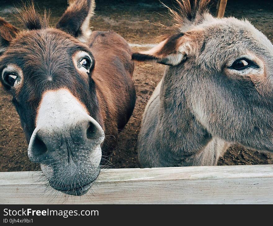 2 Brown and Grey Donkey Closeup Photography