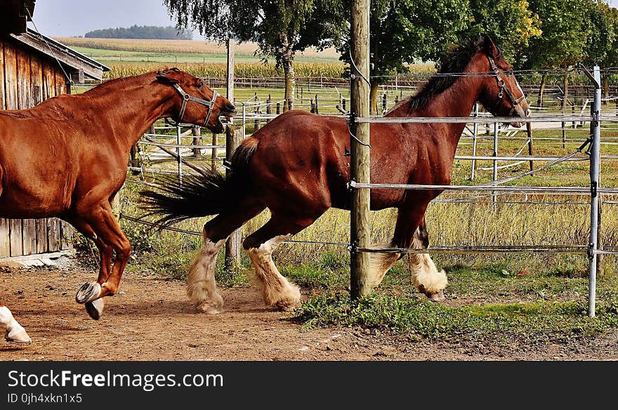 2 Red and White Horses Beside Barn and Green Grasses and Trees