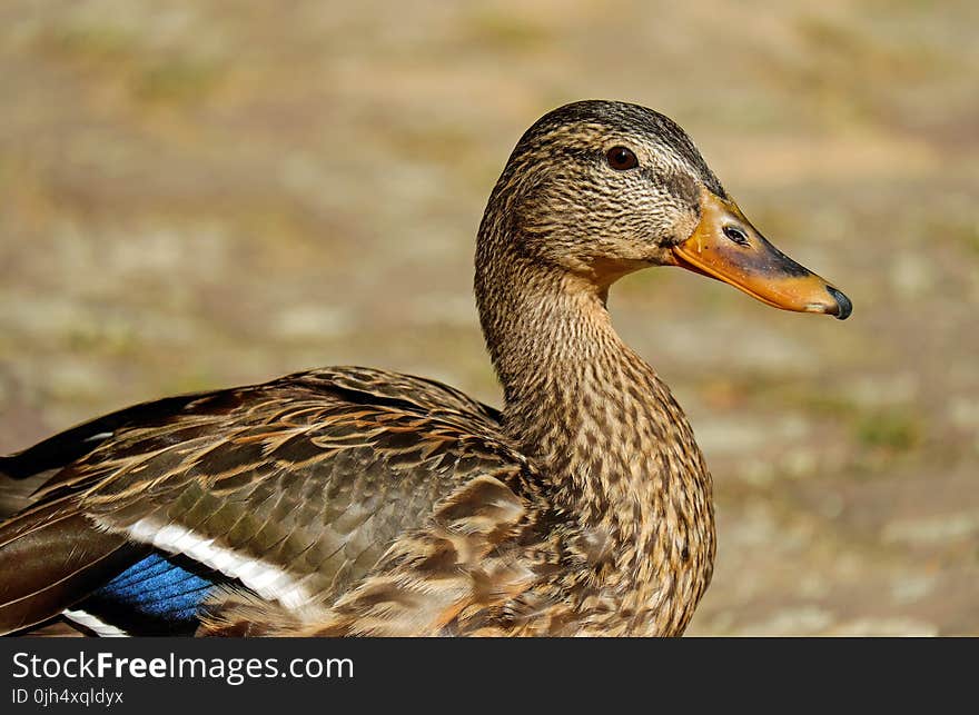 Brown White and Blue Duck