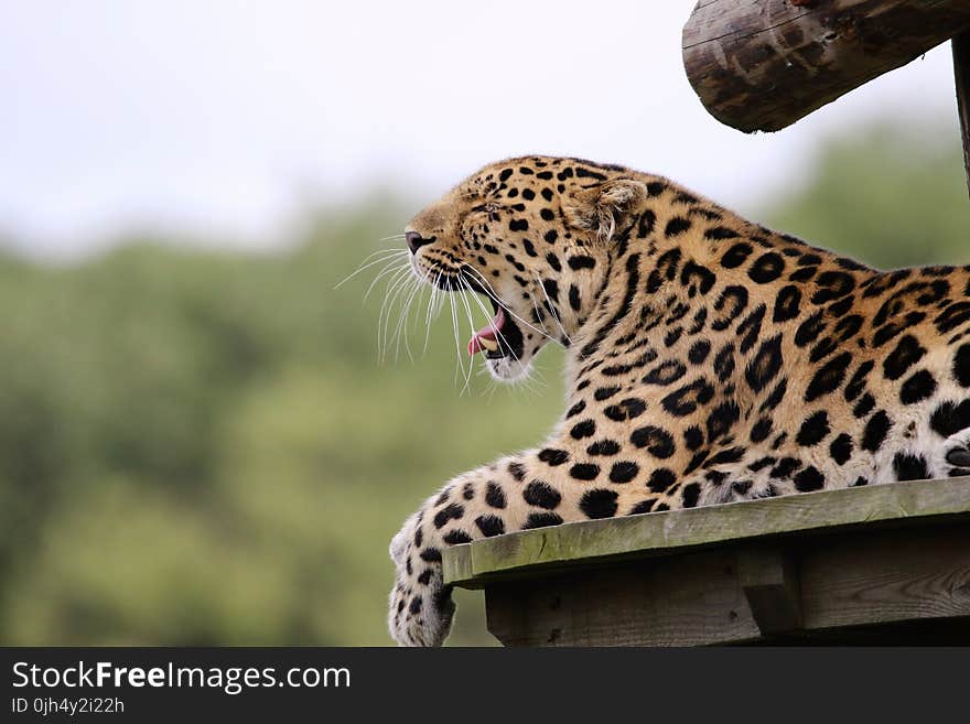 Leopard Yawning Lying on Brown Wood