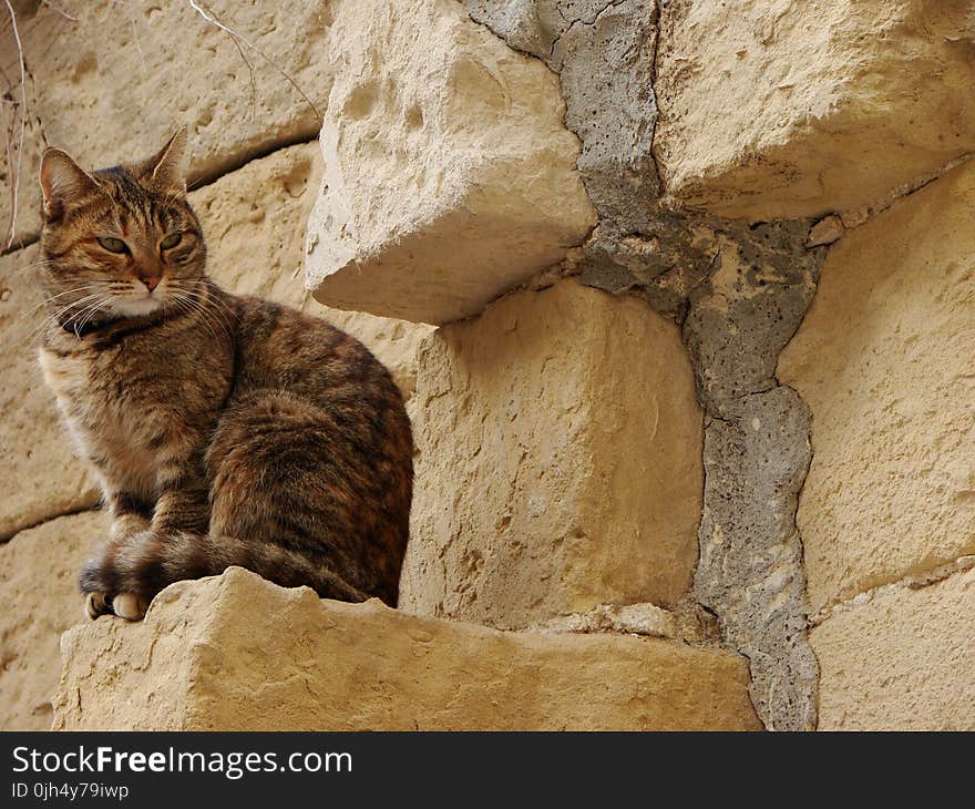 Brown and Black Tabby Cat