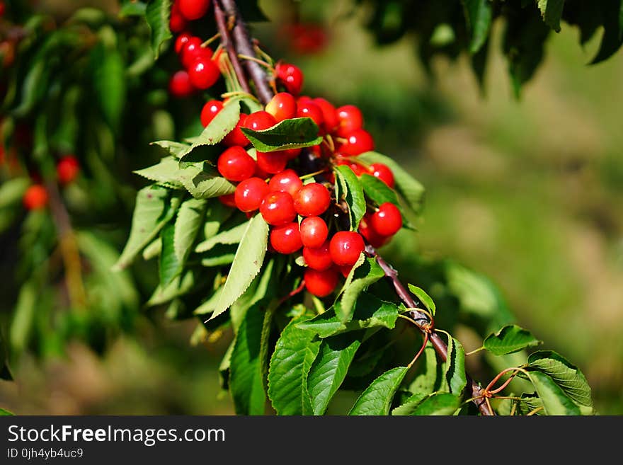 Shallow Focus Photography of Red Round Fruits