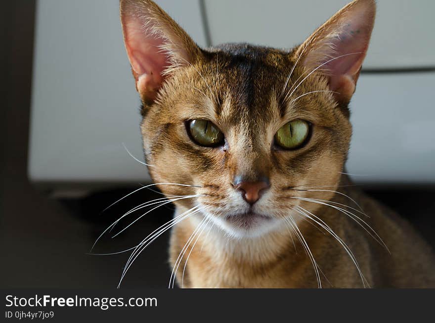 Shallow Focus Photography of Brown and White Cat