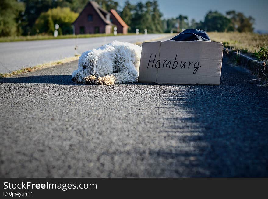 White Long Coat Dog Lying on Highway