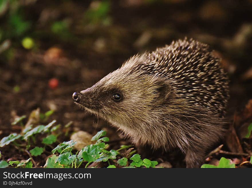 Brown and Black Hedgehog