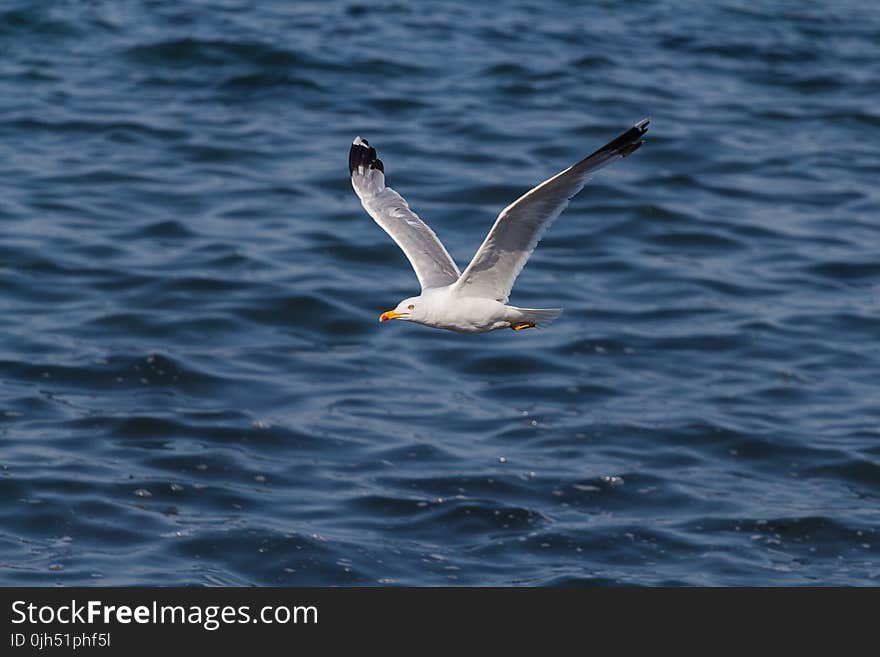 Seagull Flying Over Ocean