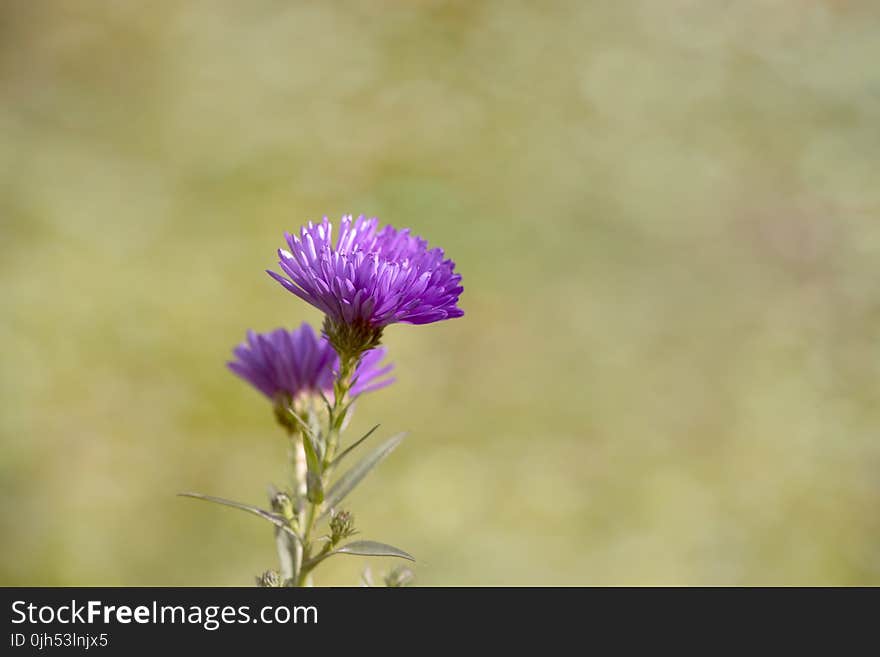 Purple Thistle Flower during Daytime