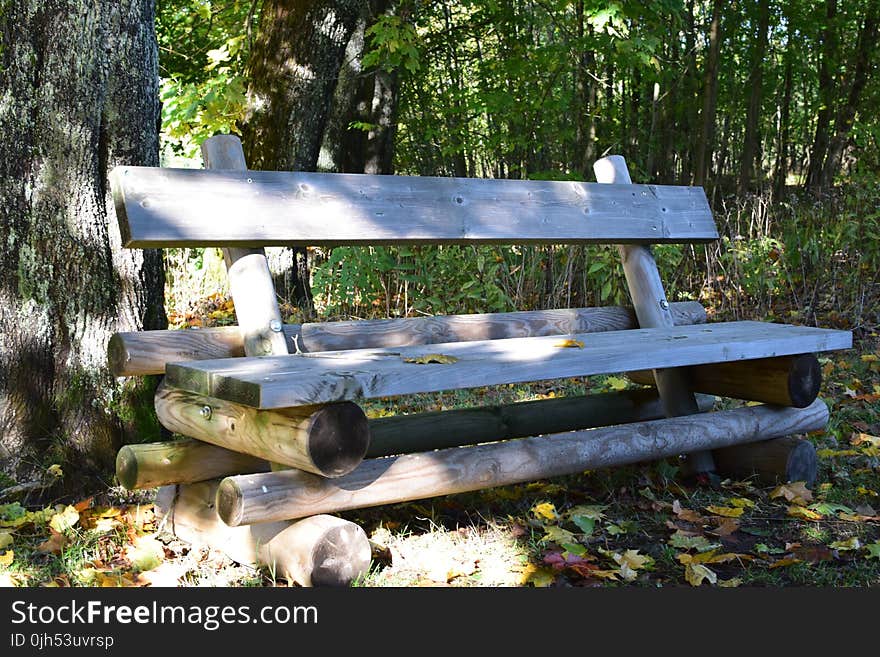 Brown Wooden Bench Near Tree Stem