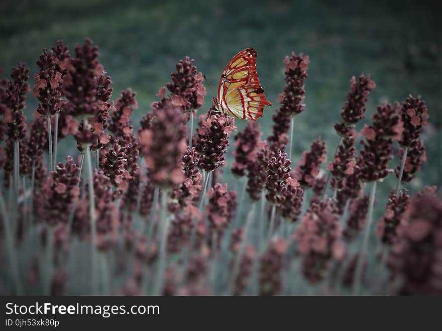 Red and Yellow Butterfly