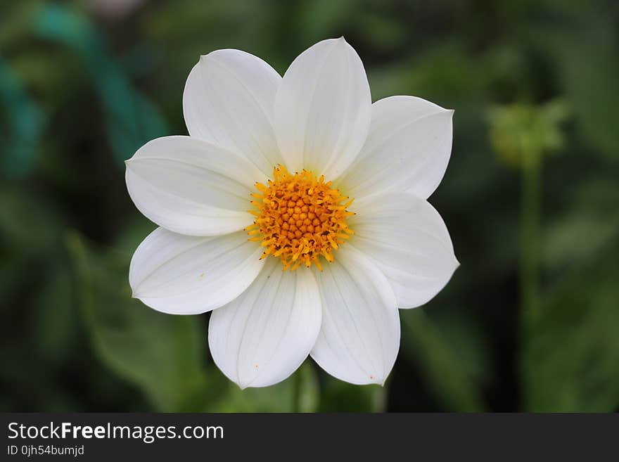 White and Yellow 7 Petals Flowers