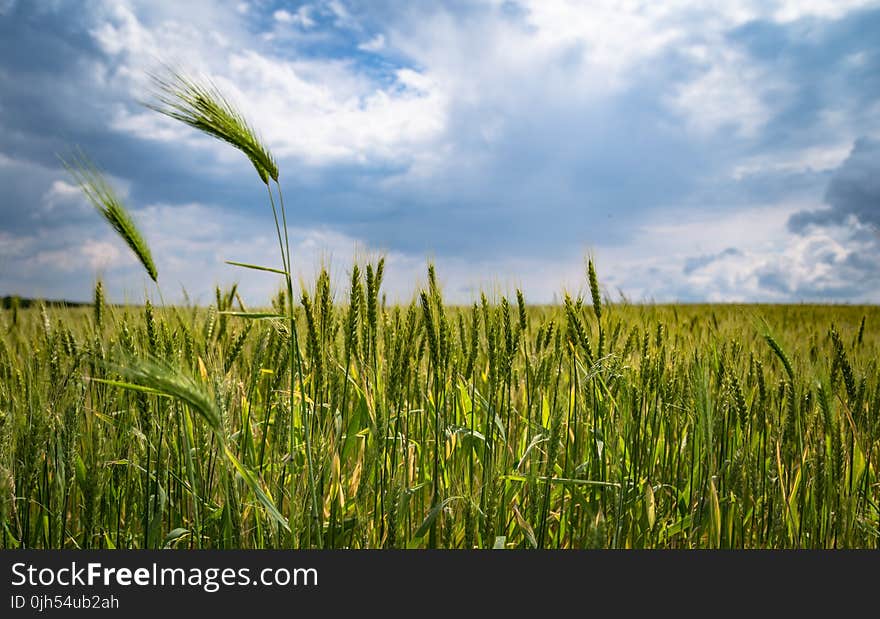 Cropland