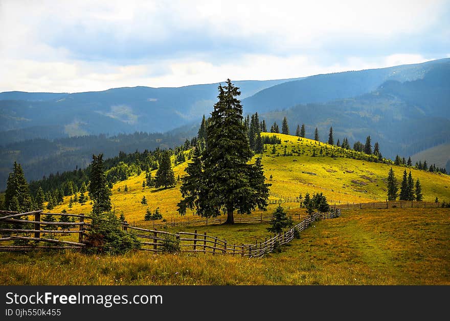 Pine Trees Field Near Mountains during Daytime