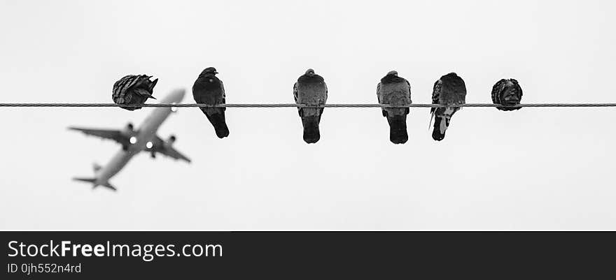 Black and Grey Birds on Wire during Daytime