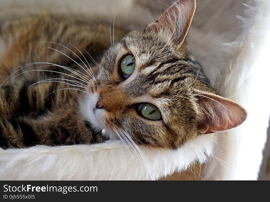 Brown Tabby Cat Lying Down on Bed