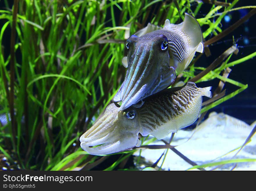 Gray and White Squid Underwater Photography