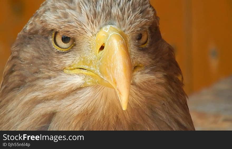 Brown Bald Eagle