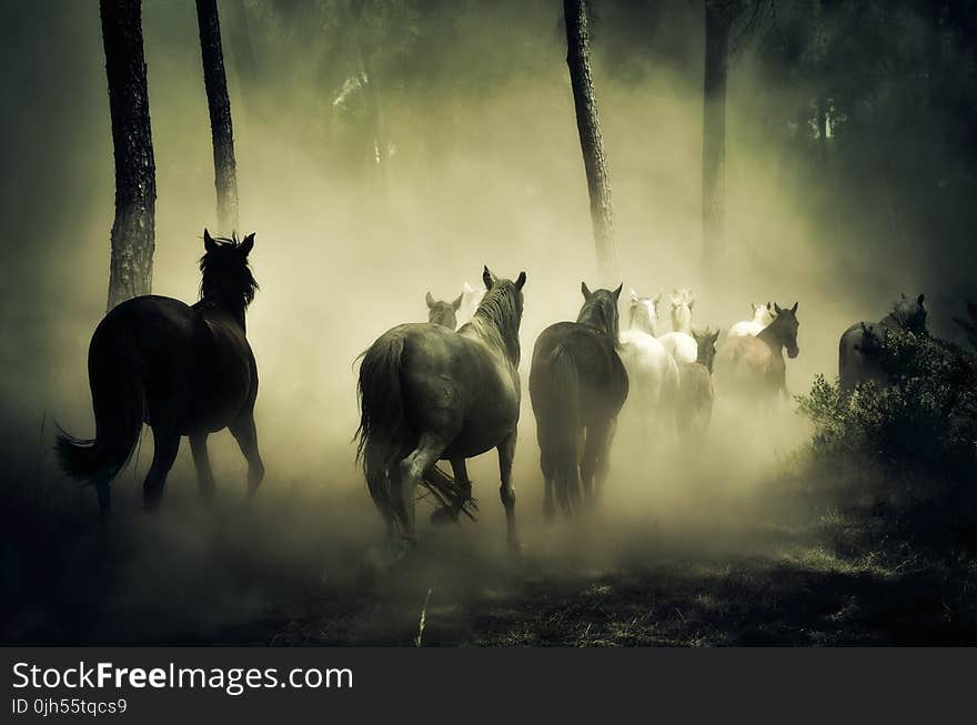 Group of Horse Running