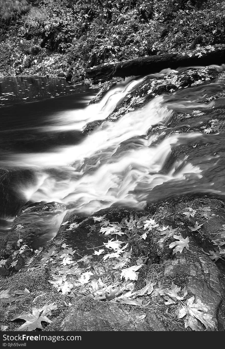 Grayscale Photography of Falling Leaves Near Running Water