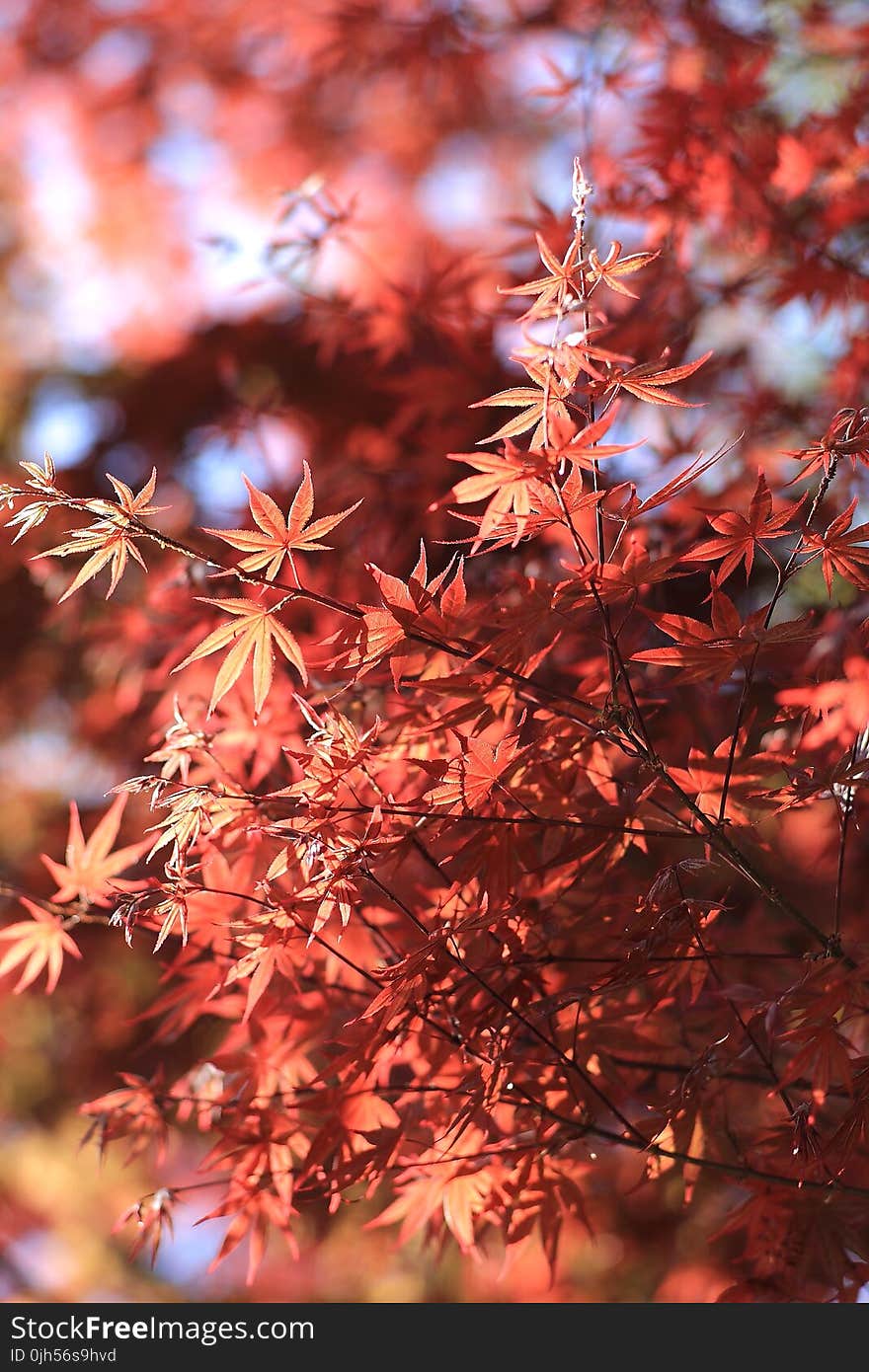 Red Leaved Tree