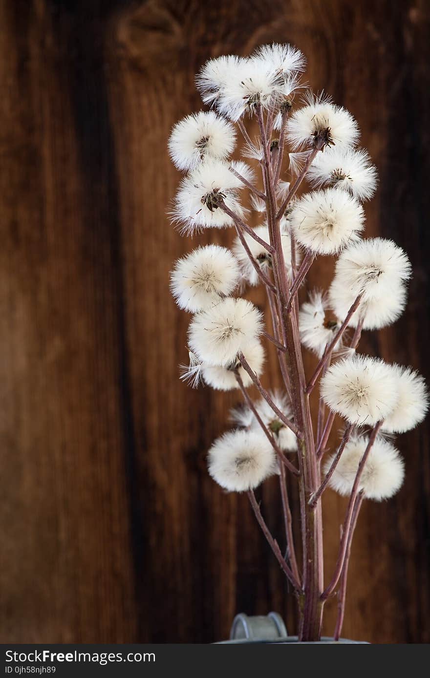 Dandelion Flower