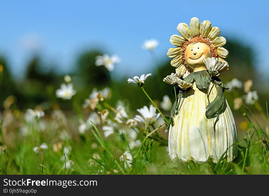 White Daisy Flower Field With Plush Toy during Daytime