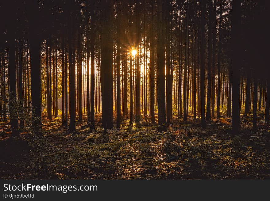 View of Black Trees and Sun