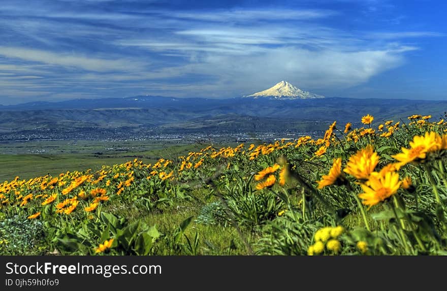 Yellow Sunflower Field