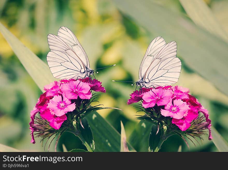 2 White Butterflies on Pink Flowers