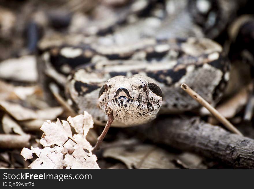 Photography of Gray and Brown Snake