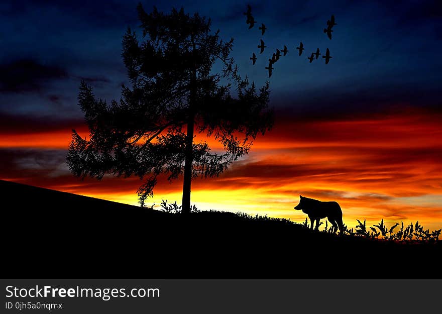 Silhouette Dog on Landscape Against Romantic Sky at Sunset