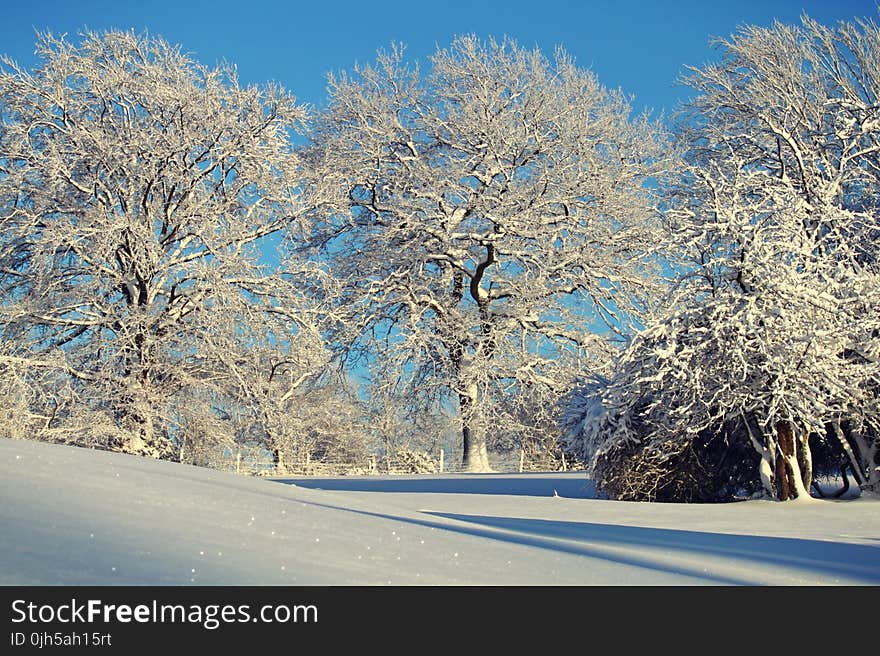 Trees Against Clear Sky during Winter