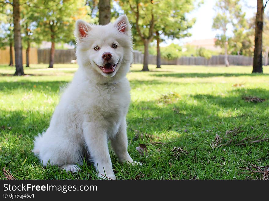 Close-up of Dog on Grass