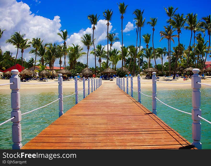 View of Palm Trees on Beach