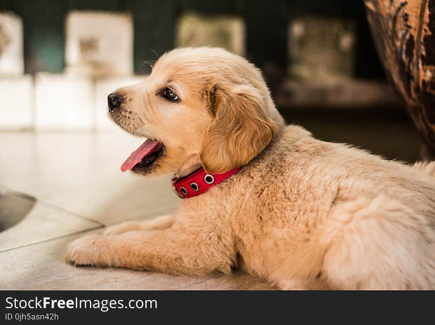 Close-up of Dog Yawning