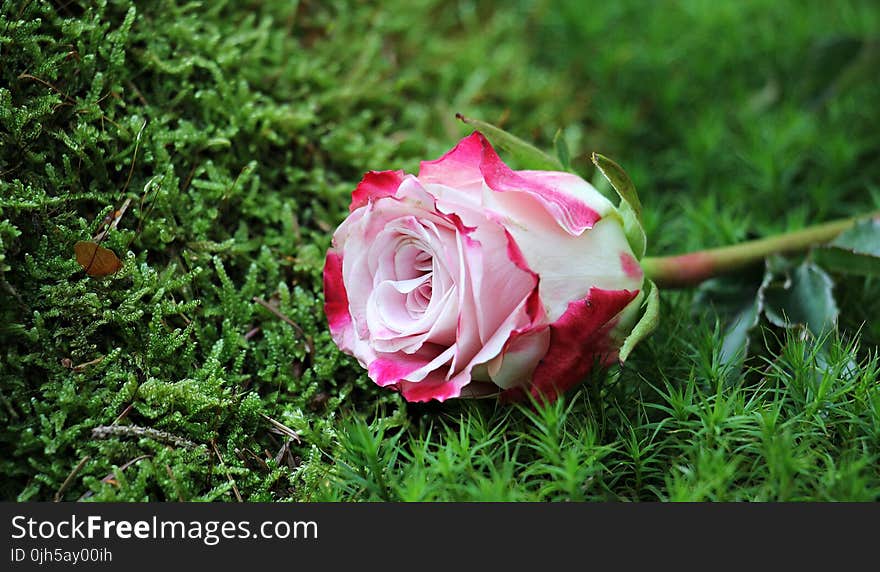 Close-up of Pink Rose Flower