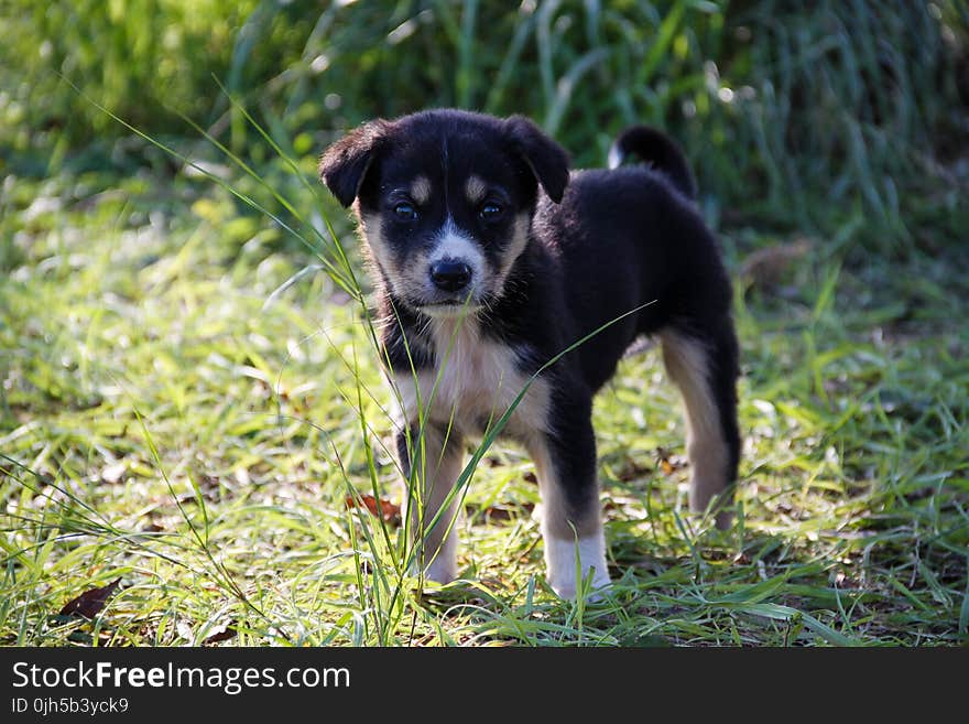 Dog on Grass