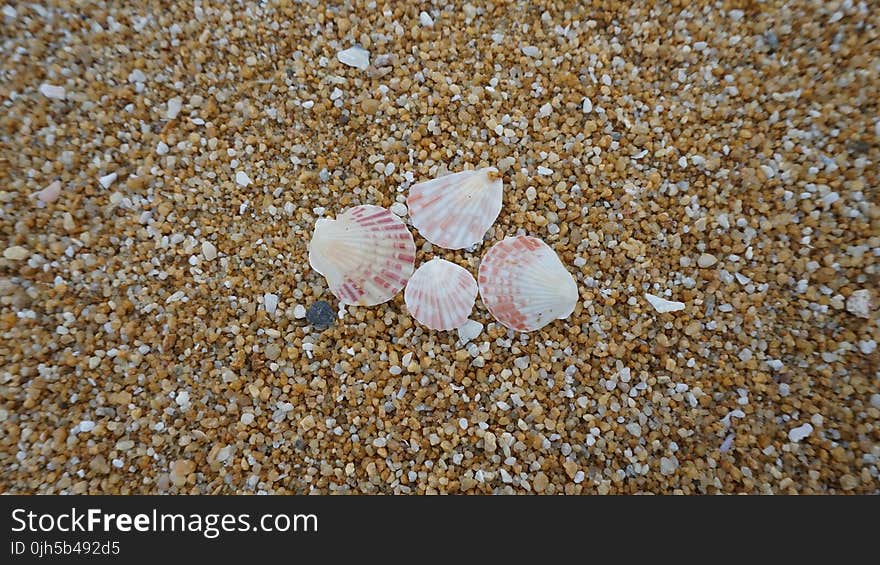 Shells On Shore