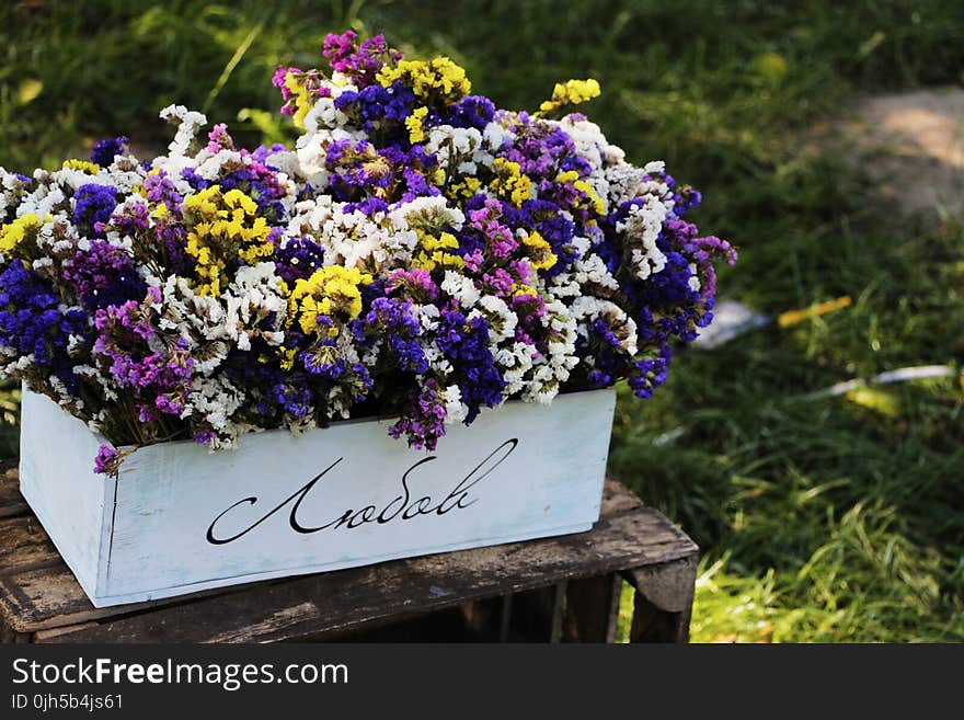 Close-up of Purple Flowers on Plant