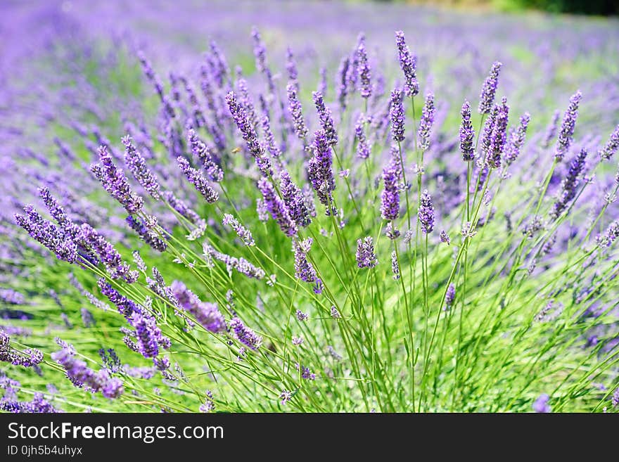 Close-up Photo of Lavender Growing on Field