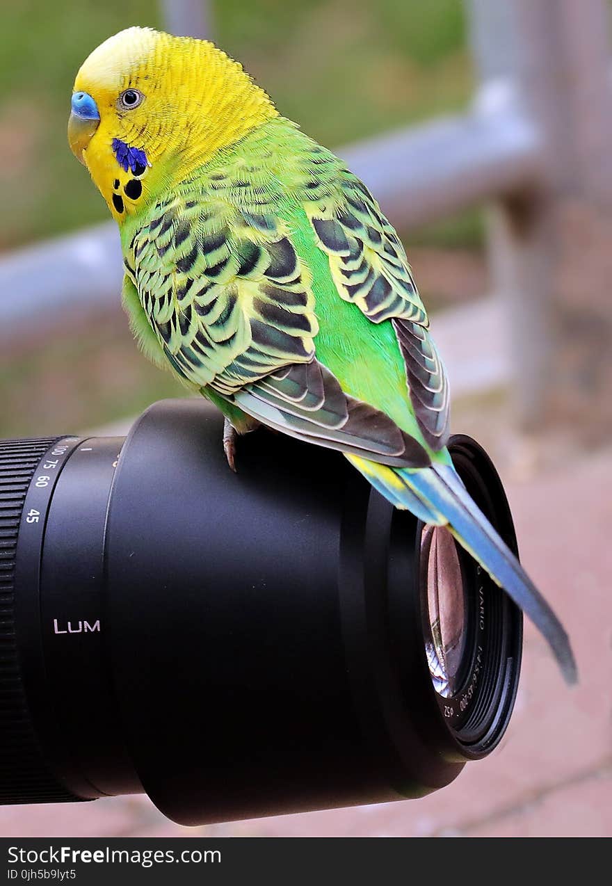 Close-up of Bird