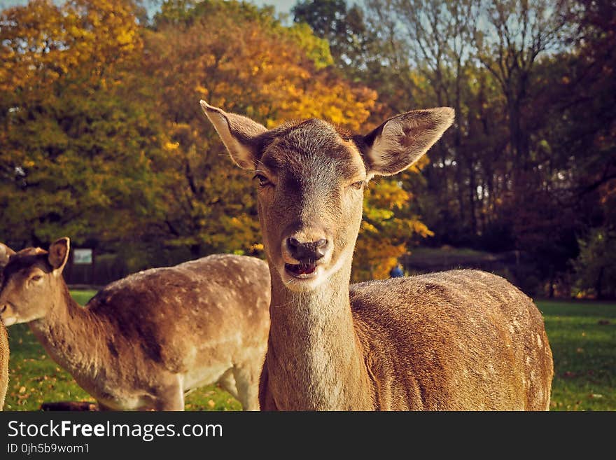 Portrait of Deer on Field