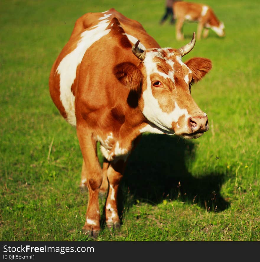 Cow on Field