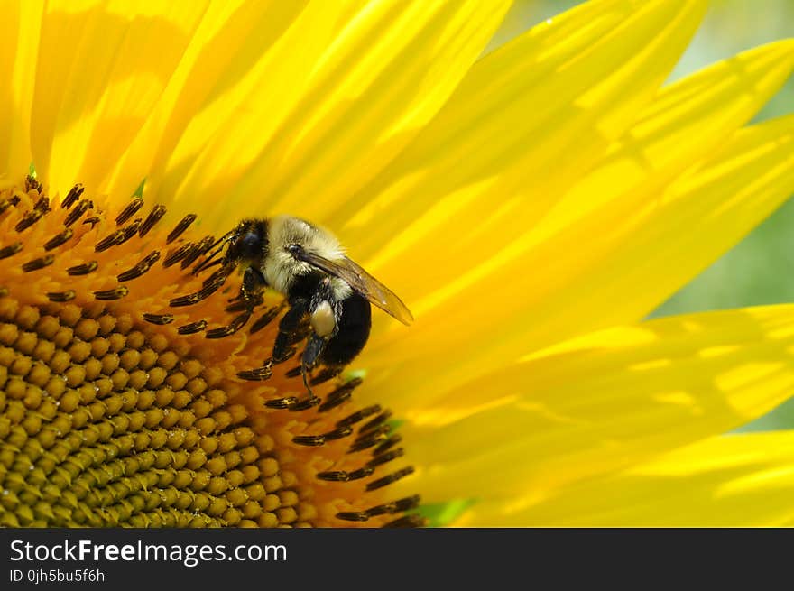 Close-up of Bee on Yellow Flower